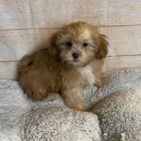 ShihTzu/Poodle