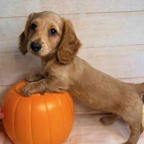 Dachshund