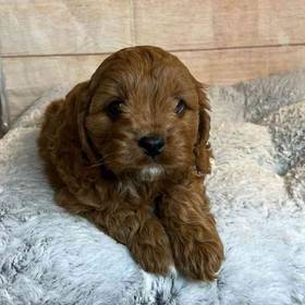 Cavalier King Charles/Poodle