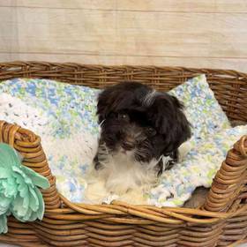 Maltese-Poodle