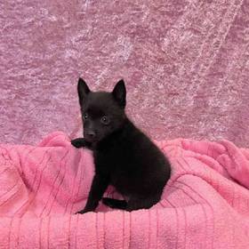 Schipperke