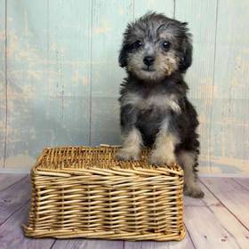 Maltese-Poodle