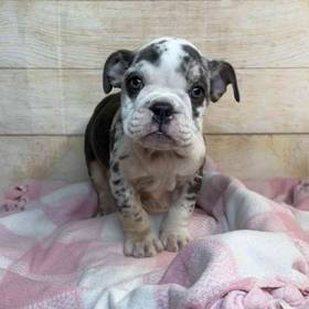 Bulldog