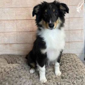 Shetland Sheepdog