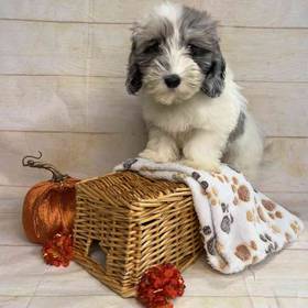 Dachshund/Poodle