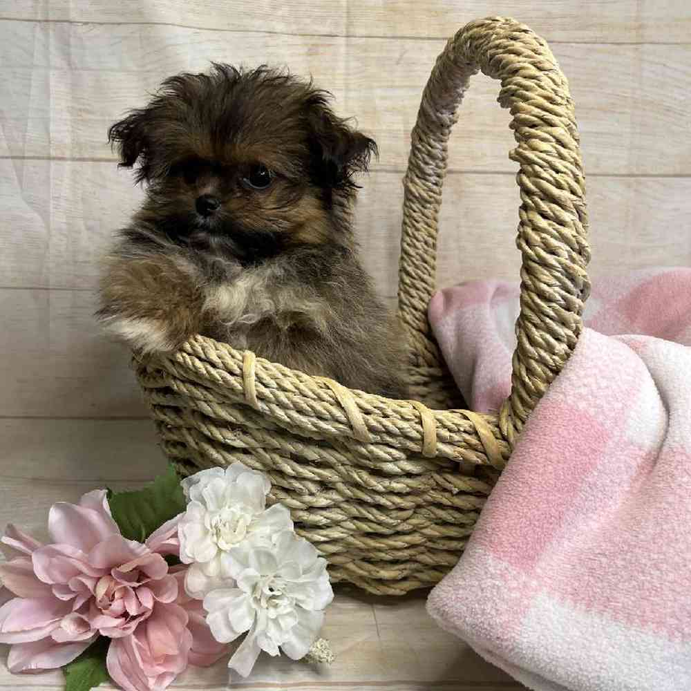 Image of a pet breed in the gallery