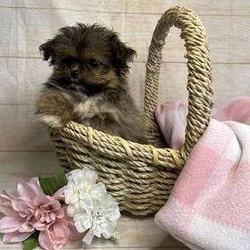 ShihTzu/Poodle/Pomeranian