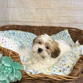 Havanese