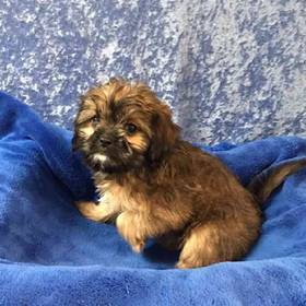Lhasa Apso-Cavalier King Charles Spaniel