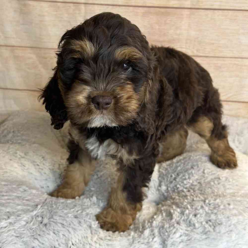 carousel pet images