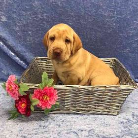 Cocker Spaniel/Chinese Shar Pei