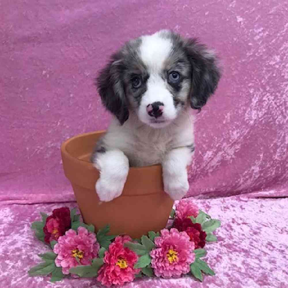 carousel pet images
