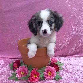 Miniature Australian Shepherd