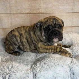 Bulldog