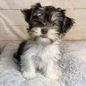 Shih Tzu/Yorkshire Terrier