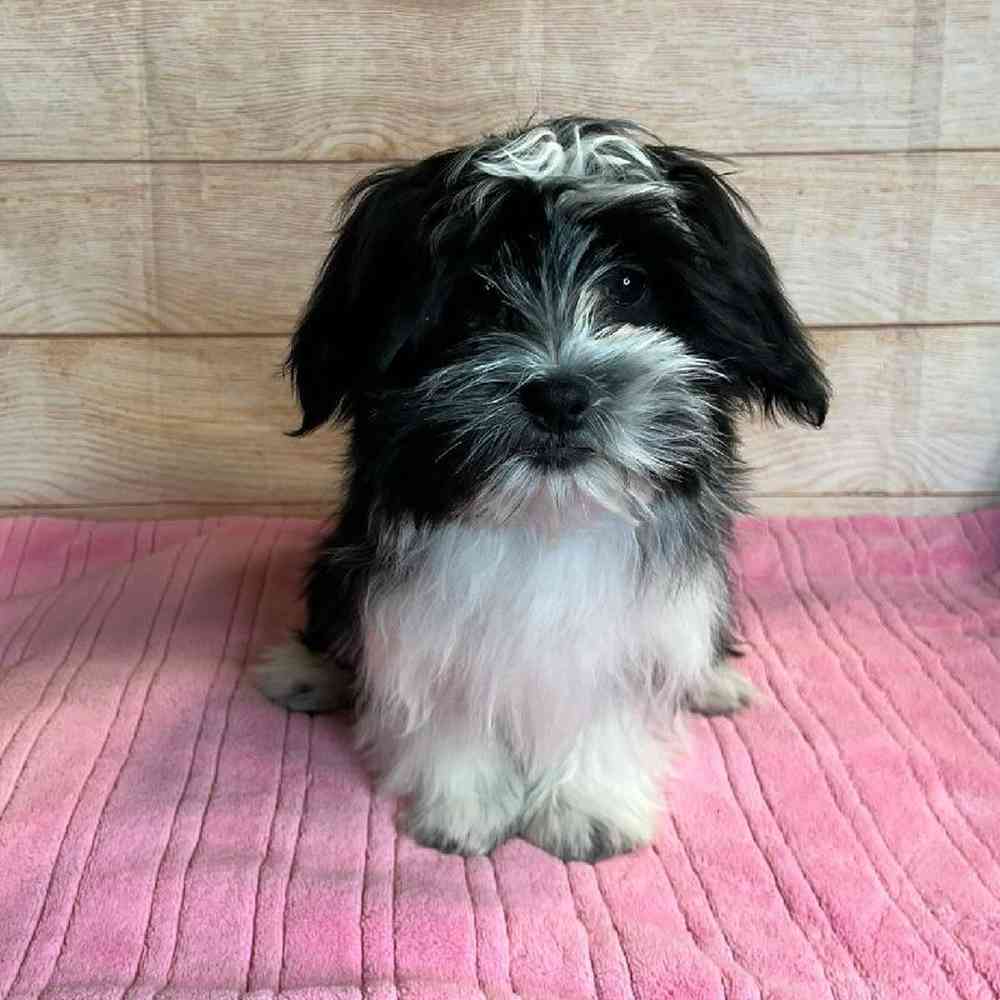 Female Shih Tzu/Maltese Puppy for Sale in OMAHA, NE