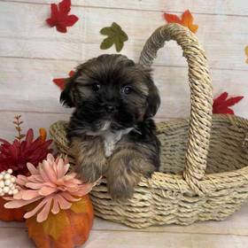 Havanese