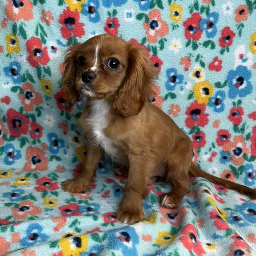 carousel pet images