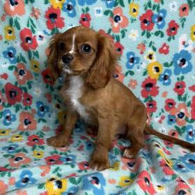 Cavalier King Charles Spaniel