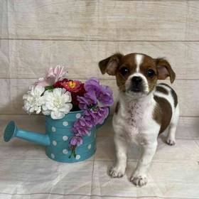 Shih Tzu Mix