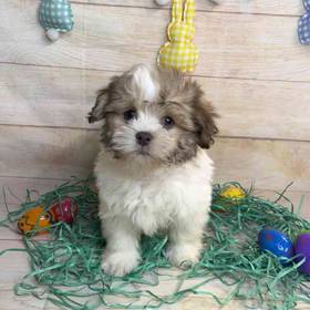 ShihTzu/Poodle