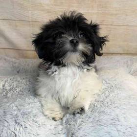 ShihTzu/Bichon Frise