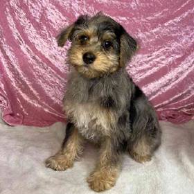 Yorkie-Poodle