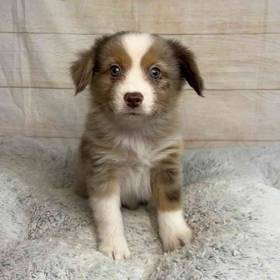 Miniature Australian Shepherd