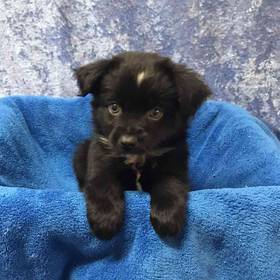 Miniature Australian Shepherd