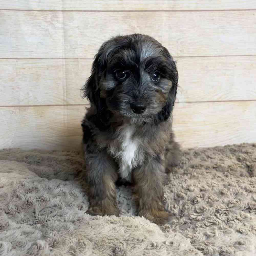 carousel pet images