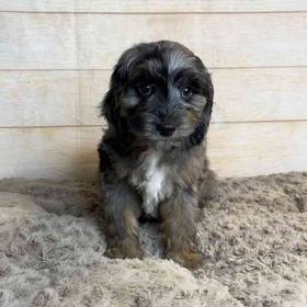 Cocker Spaniel/Poodle