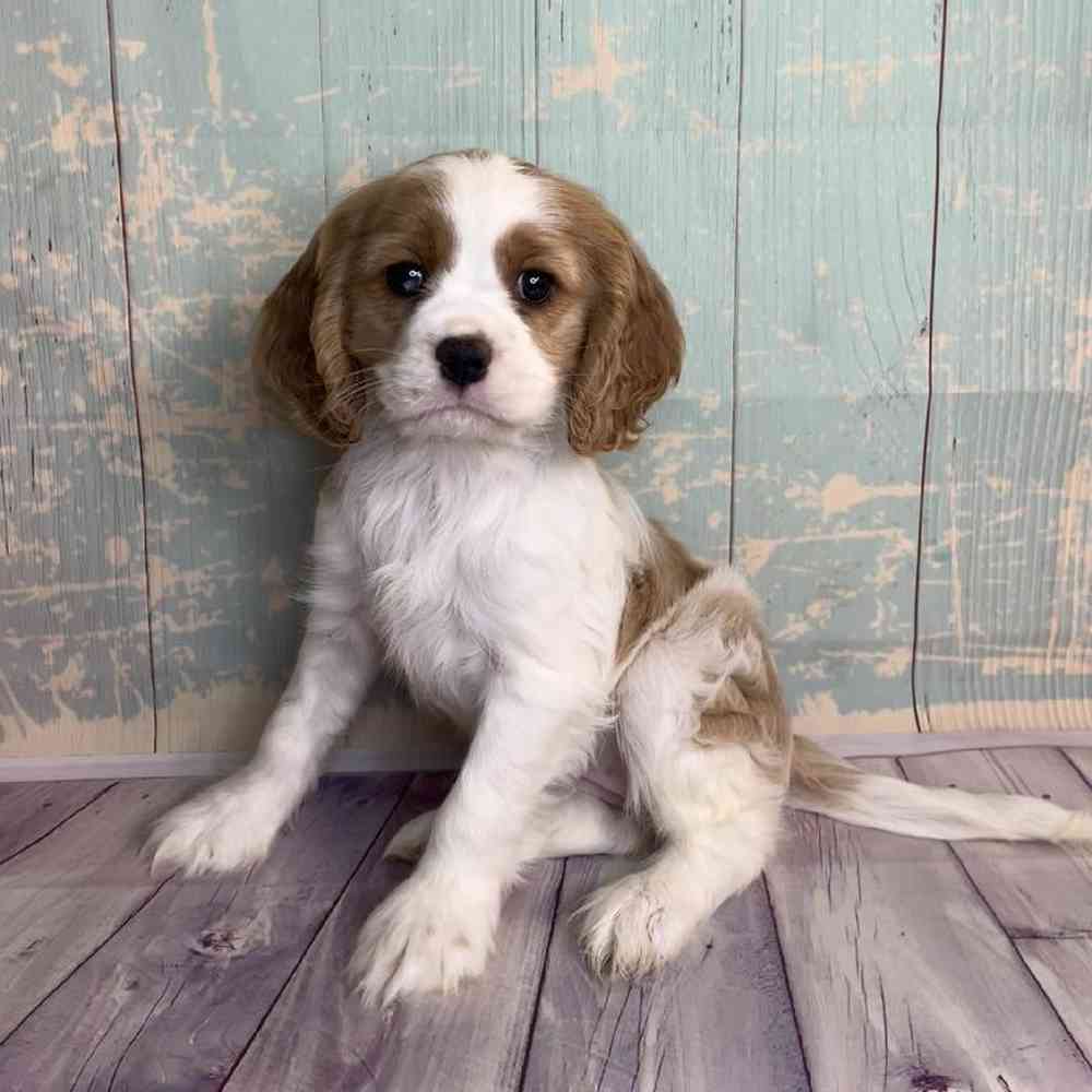 Image of a pet breed in the gallery