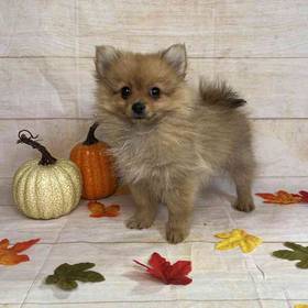 Pomeranian