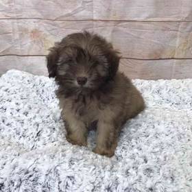 Miniature Schnauzer Mix