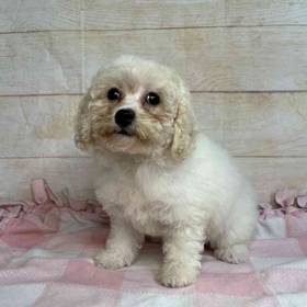 Bichon Frise-Poodle