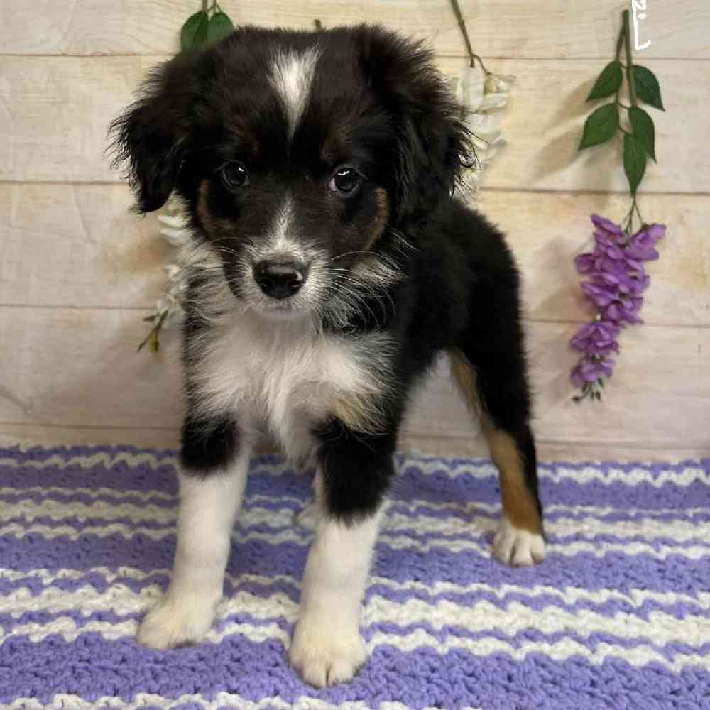 carousel pet images