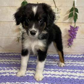 Miniature Australian Shepherd