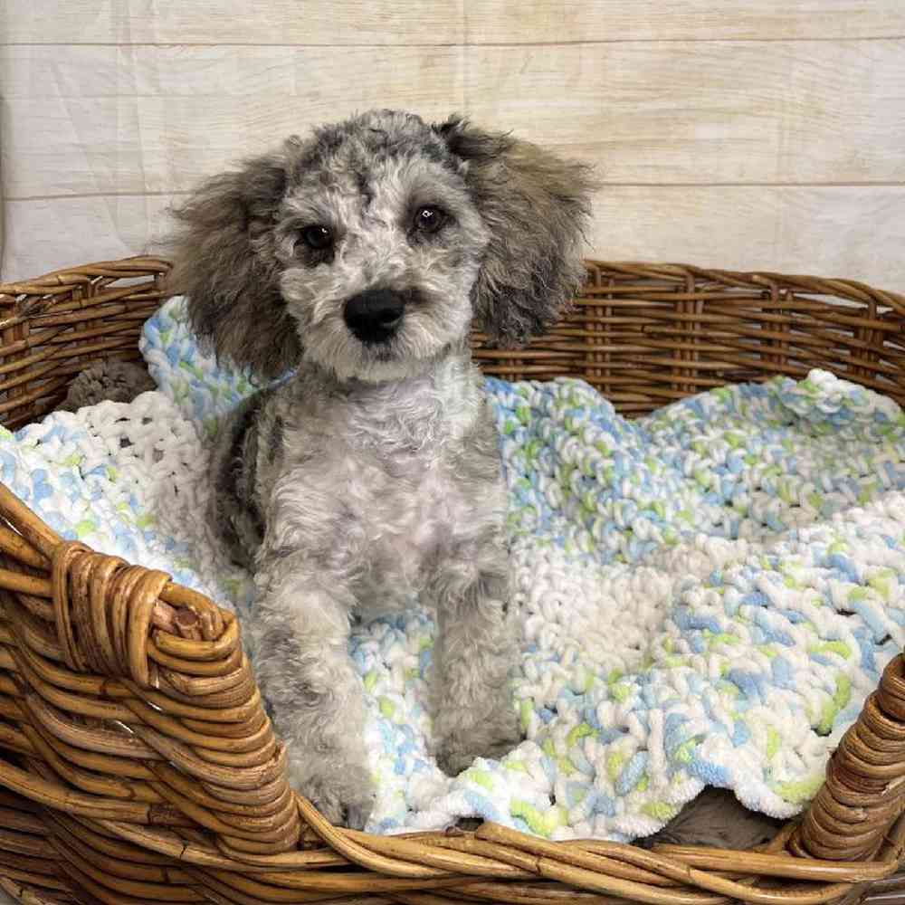 carousel pet images