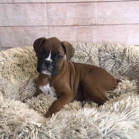 Boxer
