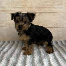 Yorkshire Terrier