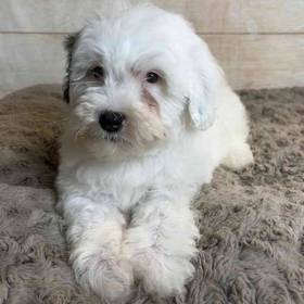 Old English Sheepdog/Poodle