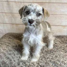 Miniature Schnauzer Mix