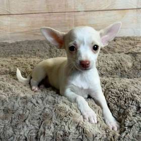 Chihuahua