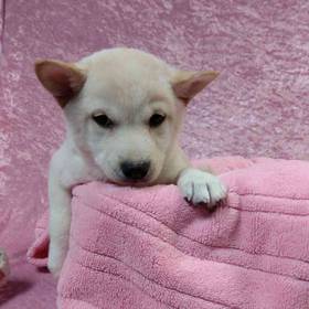 Shiba Inu