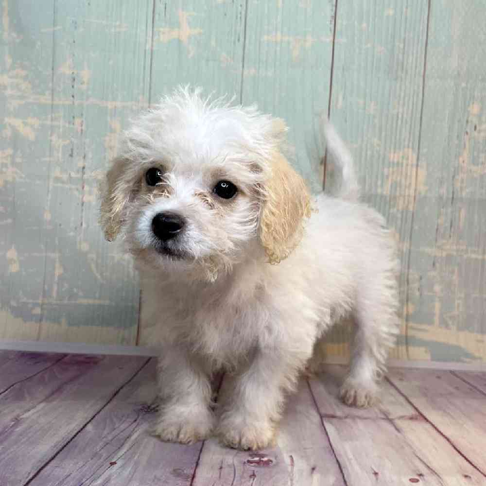 Image of a pet breed in the gallery