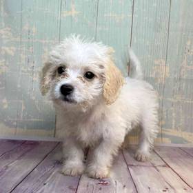 Maltese-Poodle