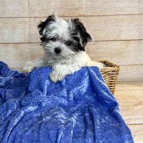 Yorkshire Terrier/Maltese/Pekingese