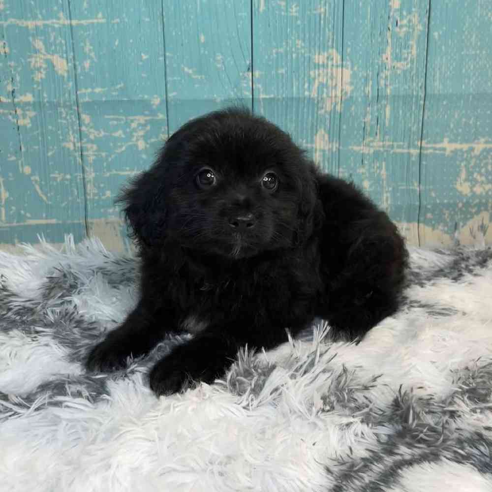 Image of a pet breed in the gallery