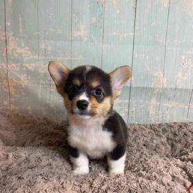 Pembroke Welsh Corgi