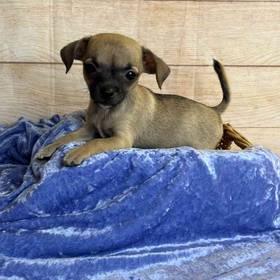 Chihuahua